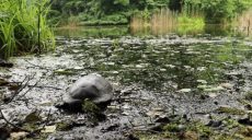 Европейские болотные черепахи после реабилитации в зоопарке Харькова выпущены на волю
