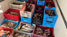 На Печенежском водохранилище незаконно вылавливали тонны рыбы — СБУ (фото)