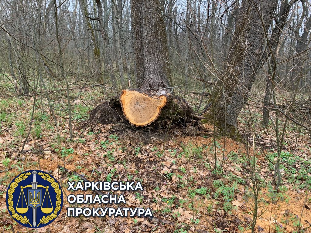 За вырубку деревьев в «лесу Сысы» государству компенсируют почти 1 млн грн