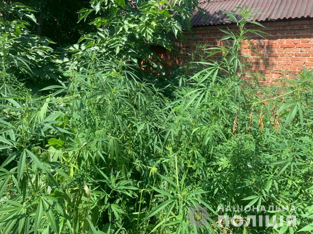 На Харьковщине нашли плантацию из элитных сортов конопли: местный житель вырастил 211 растений (фото)