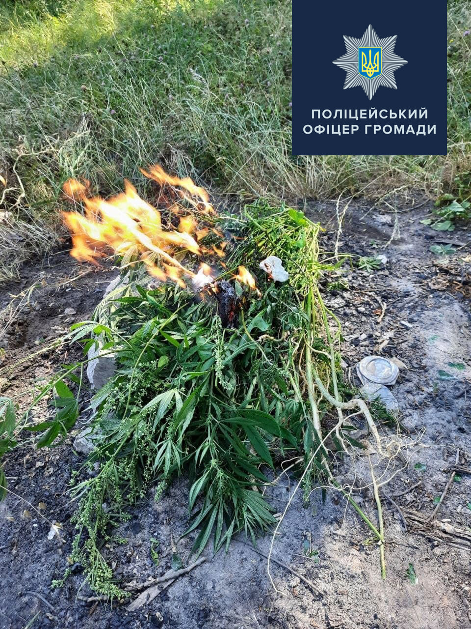 На Харьковщине патрльные уничтожили посевы дикорастущей конопли - фото 2