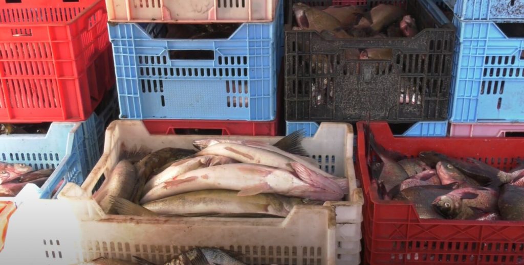 «Рибний день» тривав 5 років: на Харківщині браконьєри щодня ловили тонну риби (відео)