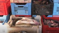 «Рибний день» тривав 5 років: на Харківщині браконьєри щодня ловили тонну риби (відео)