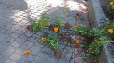 В Харькове вандалы вырвали цветы в Театральном сквере