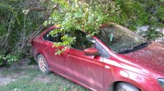 В Харьковской области на Volkswagen упало дерево (фото)