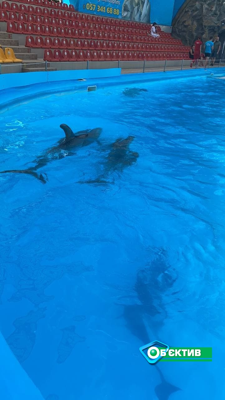 На Троицу и на Ивана Купала в харьковском дельфинарии родились дельфинята 