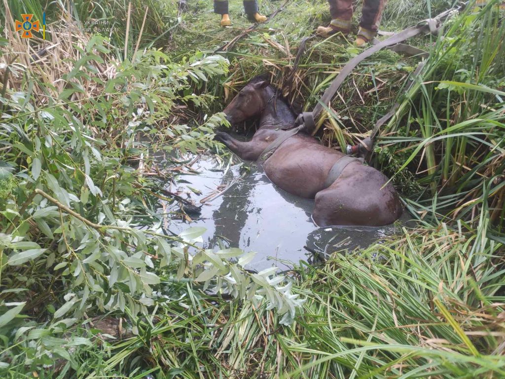 В Харьковской области спасатели вытащили коня из ямы (фоторепортаж)