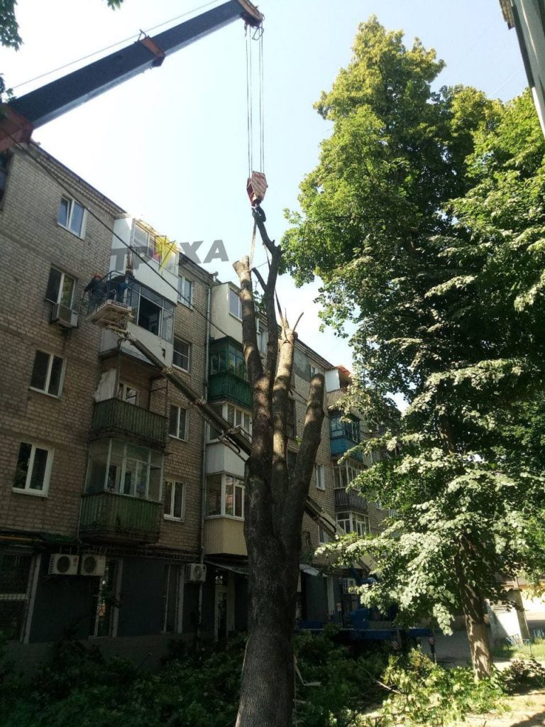 В Харькове клен упал на фасад пятиэтажки (видео, фото)