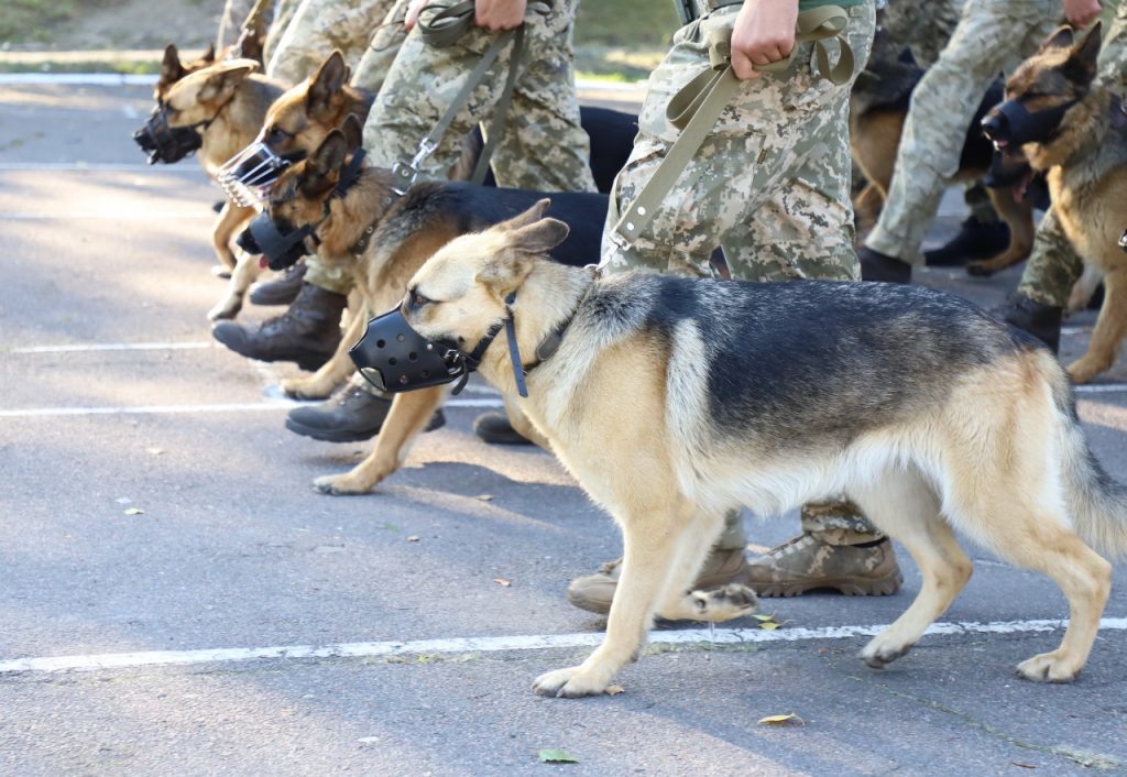 Пограничные служебные собаки впервые примут участие в военном параде (фоторепортаж)