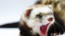 В части одного из районов Харькова ввели карантин из-за бешенства хорька