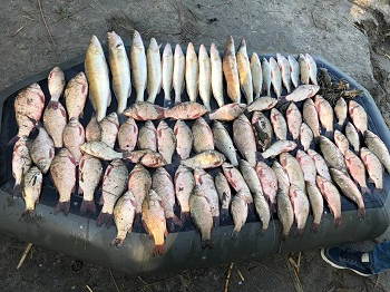 Посреди Харькова мужчина сетями выловил 15 кг рыбы