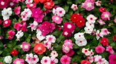 За два дня в харьковском сквере высадят 7 тысяч цветов