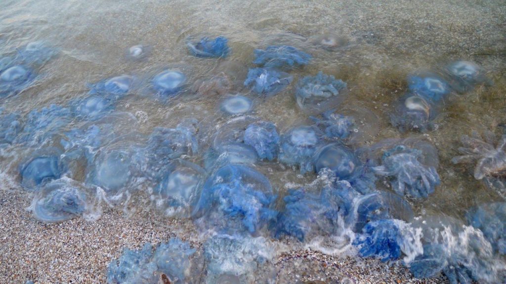 На побережье Азовского моря появились тонны медуз корнеротов