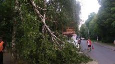Последствия стихии: в Харькове и области попадали деревья (фото, видео)