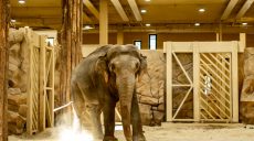 Врожденных болезней не было — в Одесском зоопарке отреагировали на смерть харьковской слонихи Тэнди