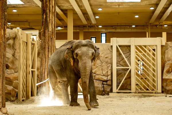 В Харьковском зоопарке из-за хронического заболевания умерла 23-летняя слониха Тэнди