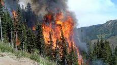В РФ горят леса: 830 тысяч гектаров в огне