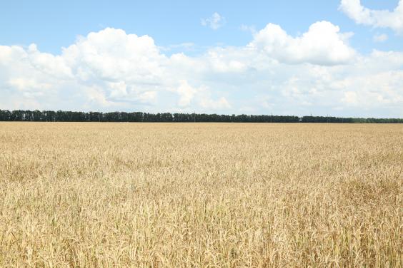 С момента открытия рынка земли на Харьковщине продали 62 земельных участка общей площадью 237 гектаров