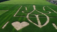 В Украине на кукурузном поле «нарисовали» огромный тризуб (видео)
