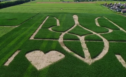 В Украине на кукурузном поле «нарисовали» огромный тризуб (видео)