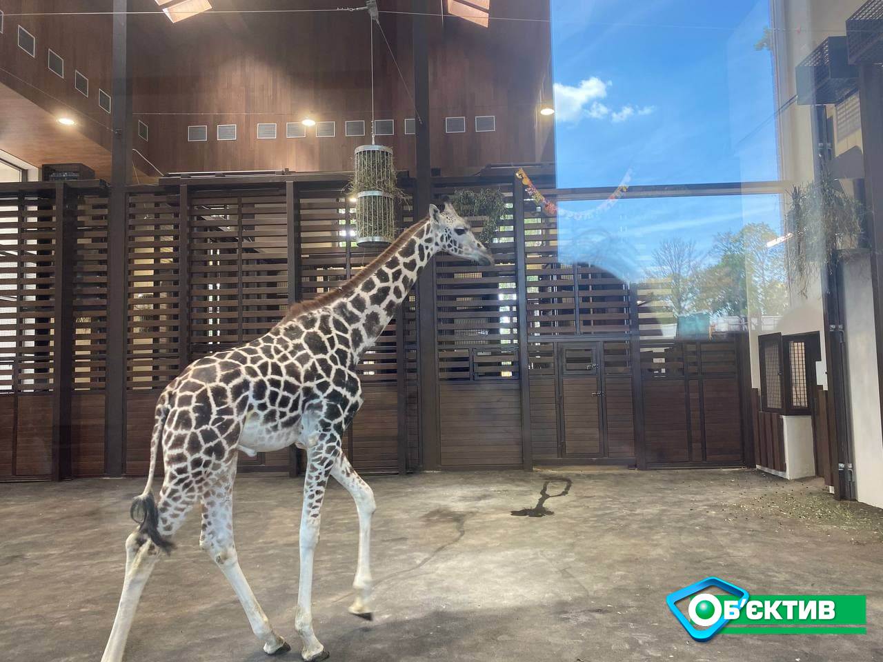 В Харьковском зоопарке отметили день рождения жирафа Демы