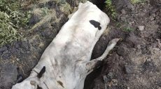 Спасателям под Харьковом опять пришлось вызволять из беды корову (фото)