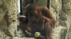 В Харьковском зоопарке будут разводить орангутанов