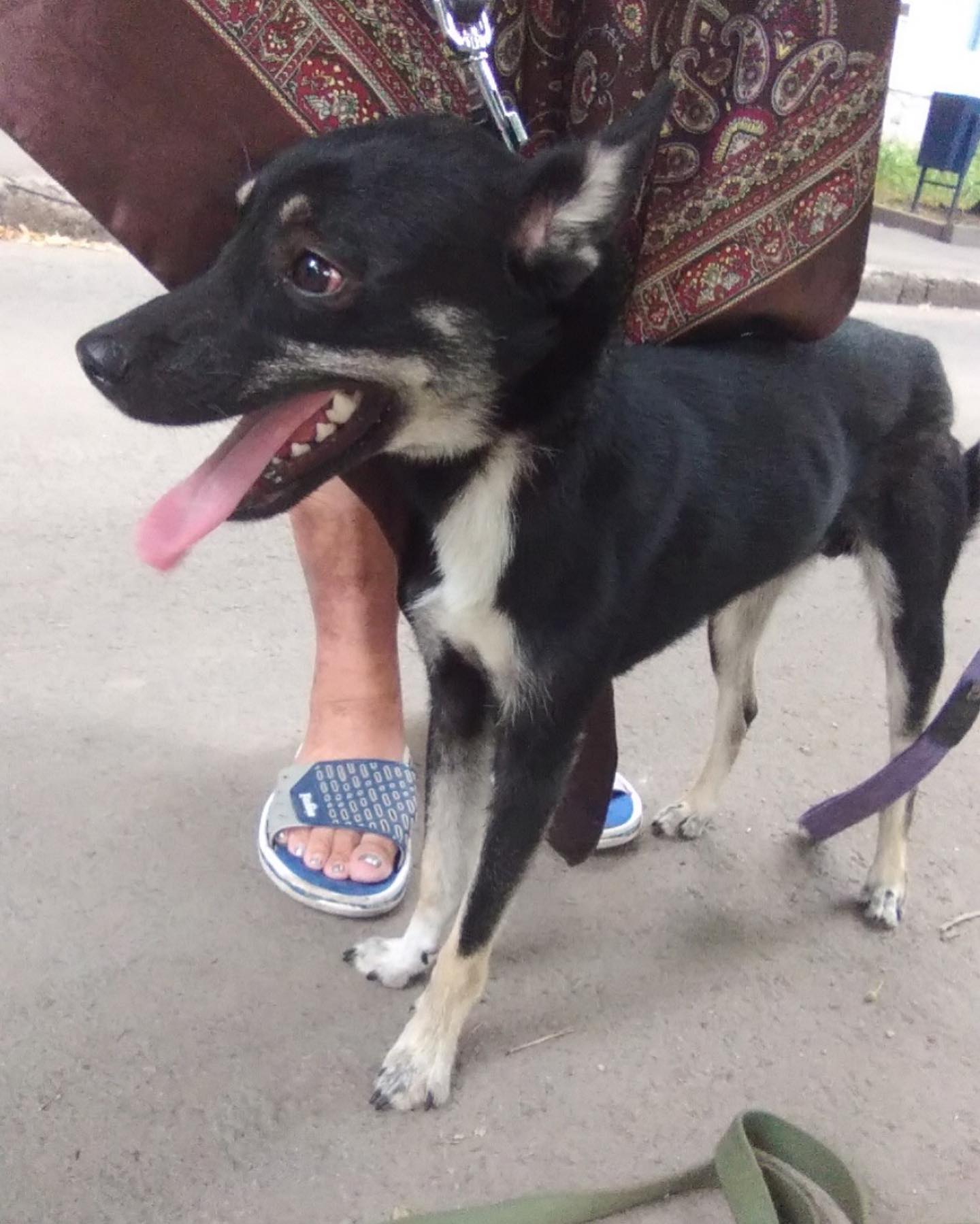 В Харькове волонтеры ищут хозяев собаки, которую бросили привязанной в лесополосе - фото 3