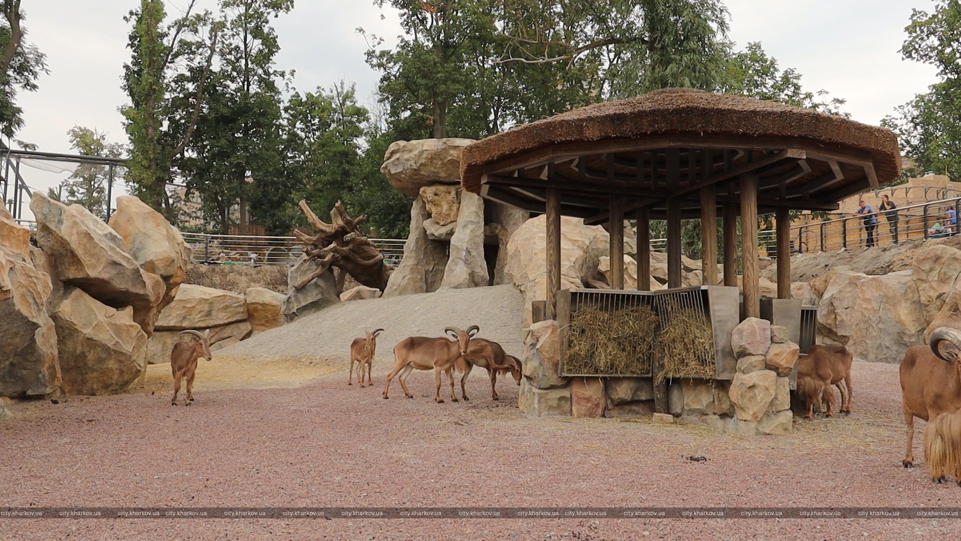 В Харькове гривистые бараны будут жить в новом вольере в зоопарке - фото 1