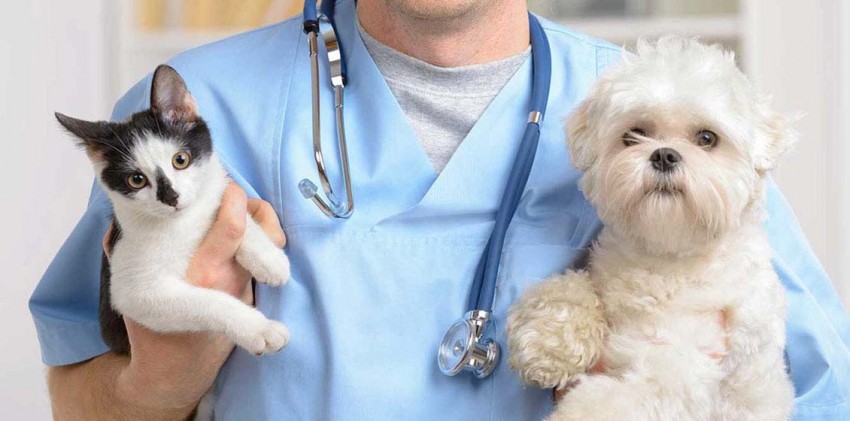Харьковчане смогут бесплатно стерилизовать домашних животных
