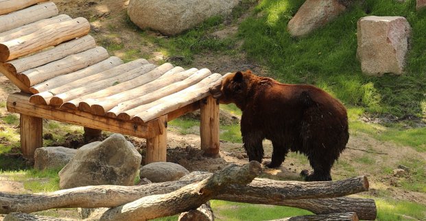 В новом Харьковском зоопарке у животных будет «цель жизни» и они смогут «планировать свой день» (видео)