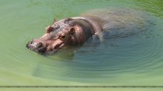 Бегемотиха и пара крокодилов обживают новые вольеры в Харьковском зоопарке (фоторепортаж)