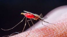Харьковчанка «привезла» малярию из Нигерии
