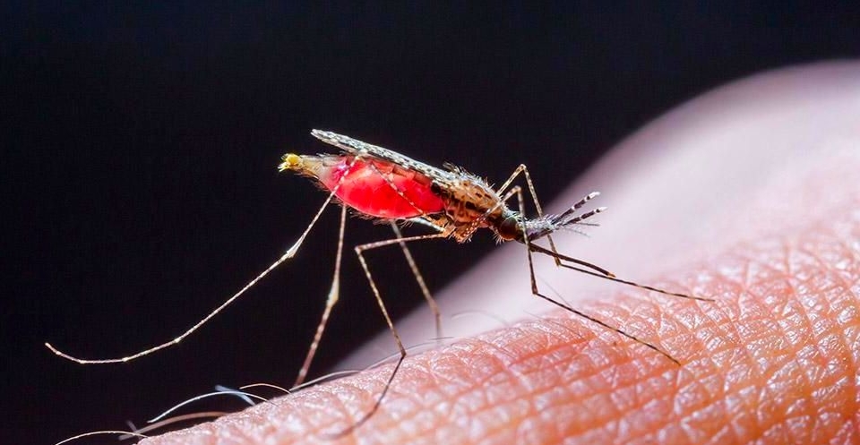 Харьковчанка «привезла» малярию из Нигерии