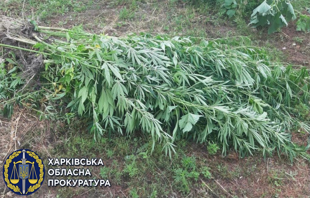 В Харьковской области аграрий выращивал коноплю в собственном дворе (фото)