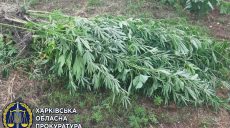 В Харьковской области аграрий выращивал коноплю в собственном дворе (фото)