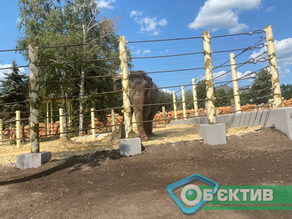 Слон Аун остался один в Харьковском зоопарке