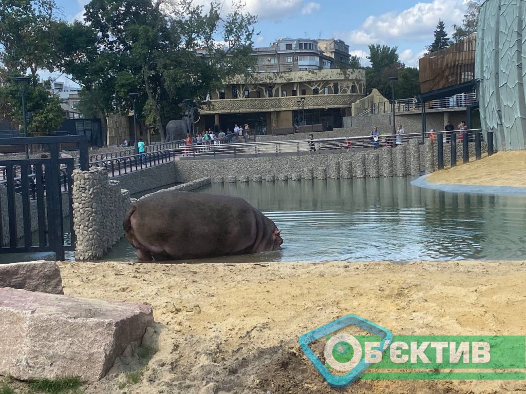 Бегемотиха Степанида в Харьковском зоопарке