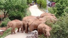 Слоны, которые переполошили весь Китай, возвращаются в свой «родной» заповедник