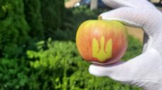 В Винницкой области вырастили специальные патриотичные яблоки ко Дню Независимости (фото)