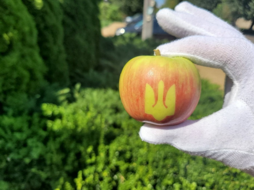 В Винницкой области вырастили специальные патриотичные яблоки ко Дню Независимости (фото)