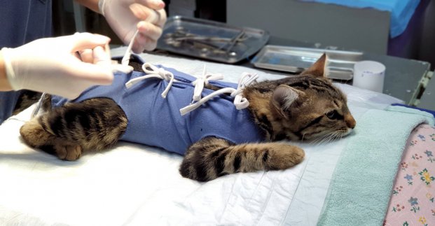 В Харькове домашних животных для льготников стерилизуют бесплатно