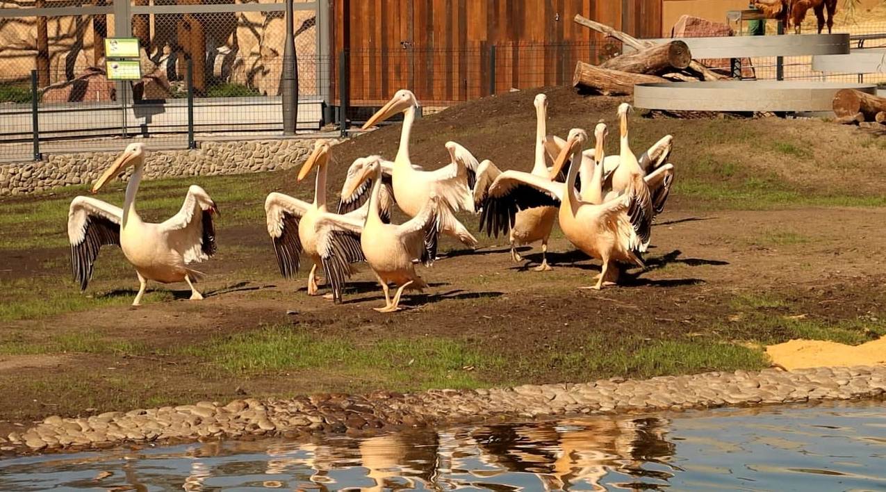 Бакланы и пеликаны из Харьковского зоопарка обживают новый вольер 