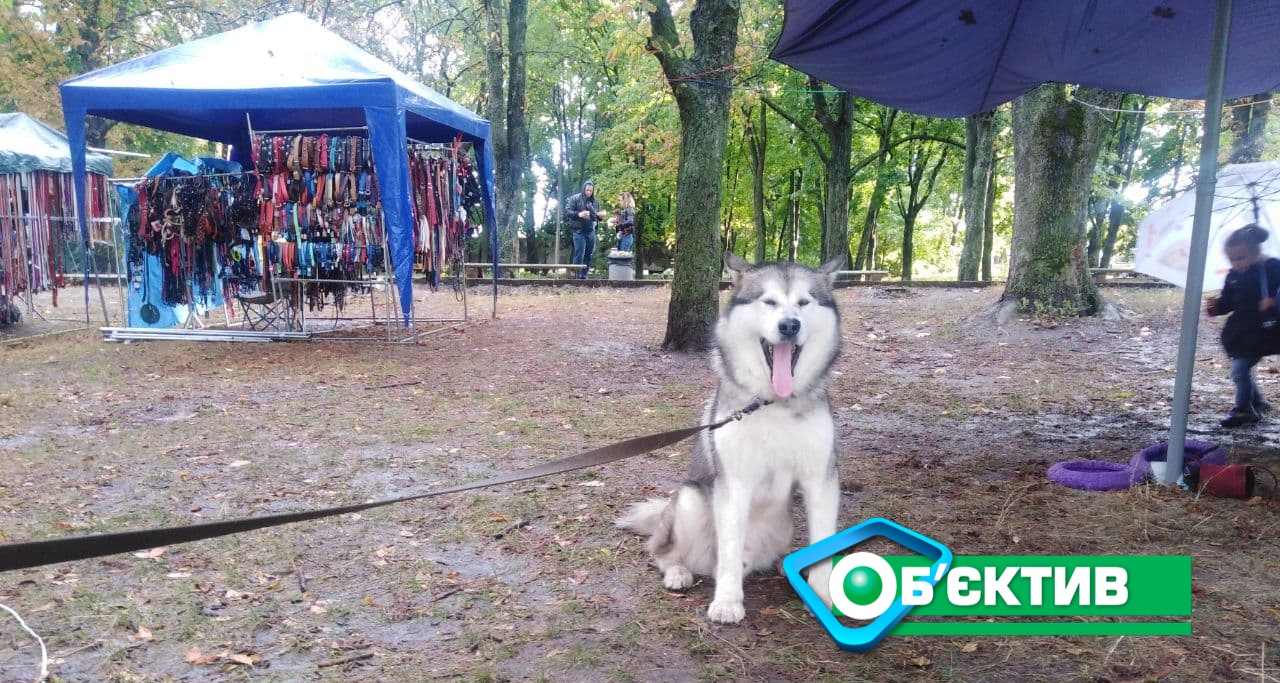 Всеукраинская выставка собак в Харькове - фото 2