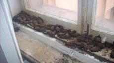 70 летучих мышей застряли между оконными рамами в Харьковском национальном университете