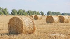 Харьковщина занимает второе место по валовому производству зерновых среди областей Украины