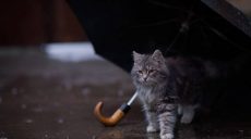 В последние выходные сентября на Харьковщине потеплеет и прольют дожди