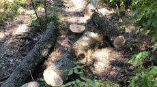 Жители Харьковщины незаконно вырубили лес, им грозит до 5 лет лишения свободы (фото)