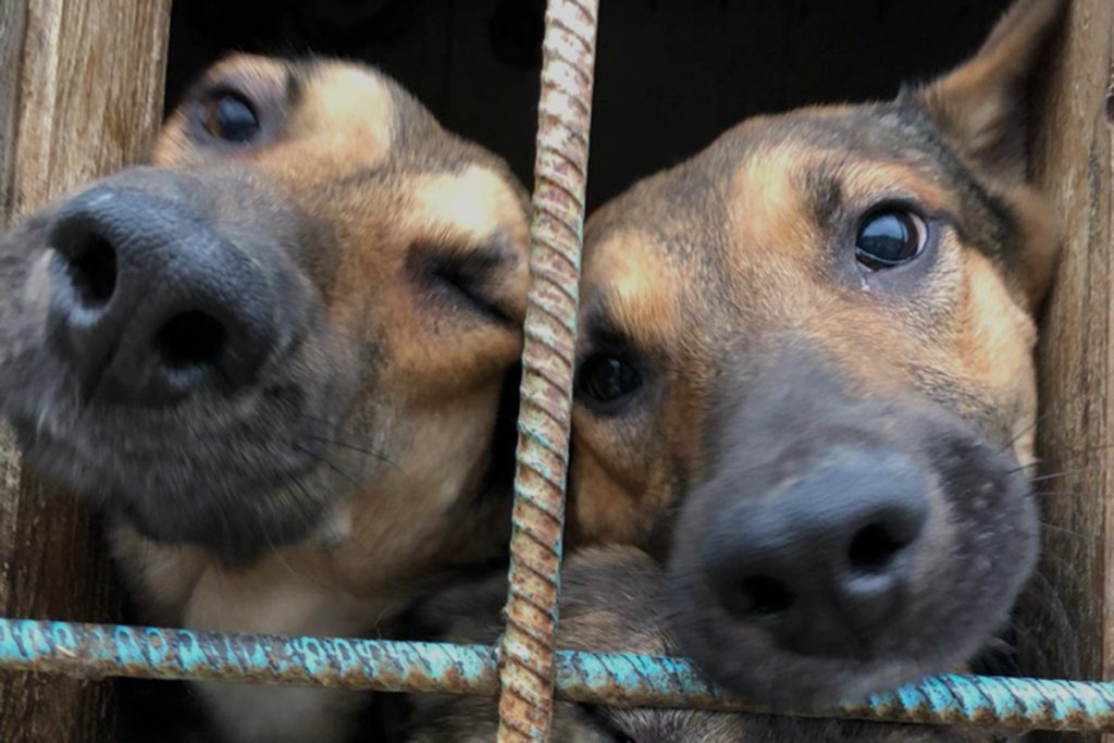 В Харькове собак, которые жили в грудах хлама, забрали у хозяйки (видео)