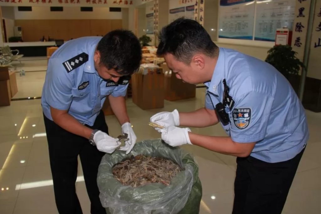 В Китае задержан контрабандный товар: партия морских коньков